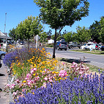 Flower Border by mcoughlin downtown flowers photo