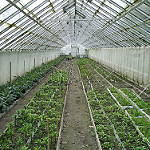 greenhouse by Vicky Brock greenhouse photo