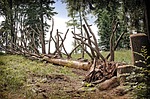 Photo by Antranias fallen trees photo