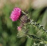 Photo by JamesDeMers wildflowers photo