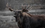 Photo by 705847 moose photo