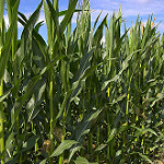 Cornfield by Daniel_Bauer cornfield photo