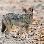 Golden Jackal by Koshyk coyote wolf photo