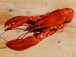 Photo by ndemello lobster photo