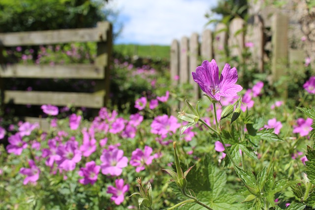 Photo by CallyL garden path photo