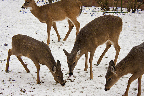 deer feeding by JohnWDavisJr deer feeding photo
