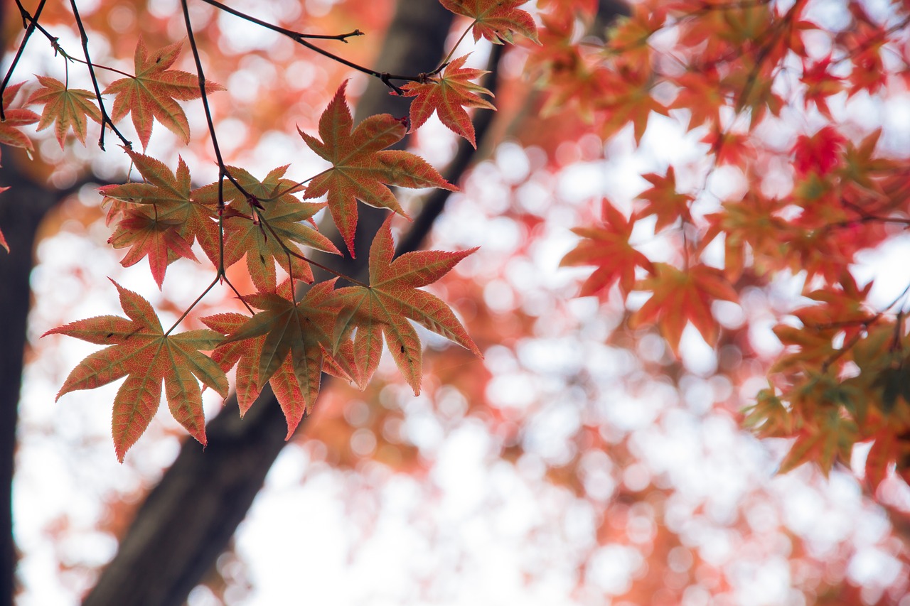 Photo by lixingxing maple tree photo