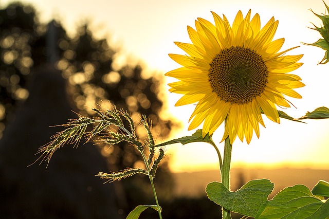 Photo by mploscar sunflowers photo