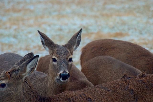 Photo by bones64 deer herd photo