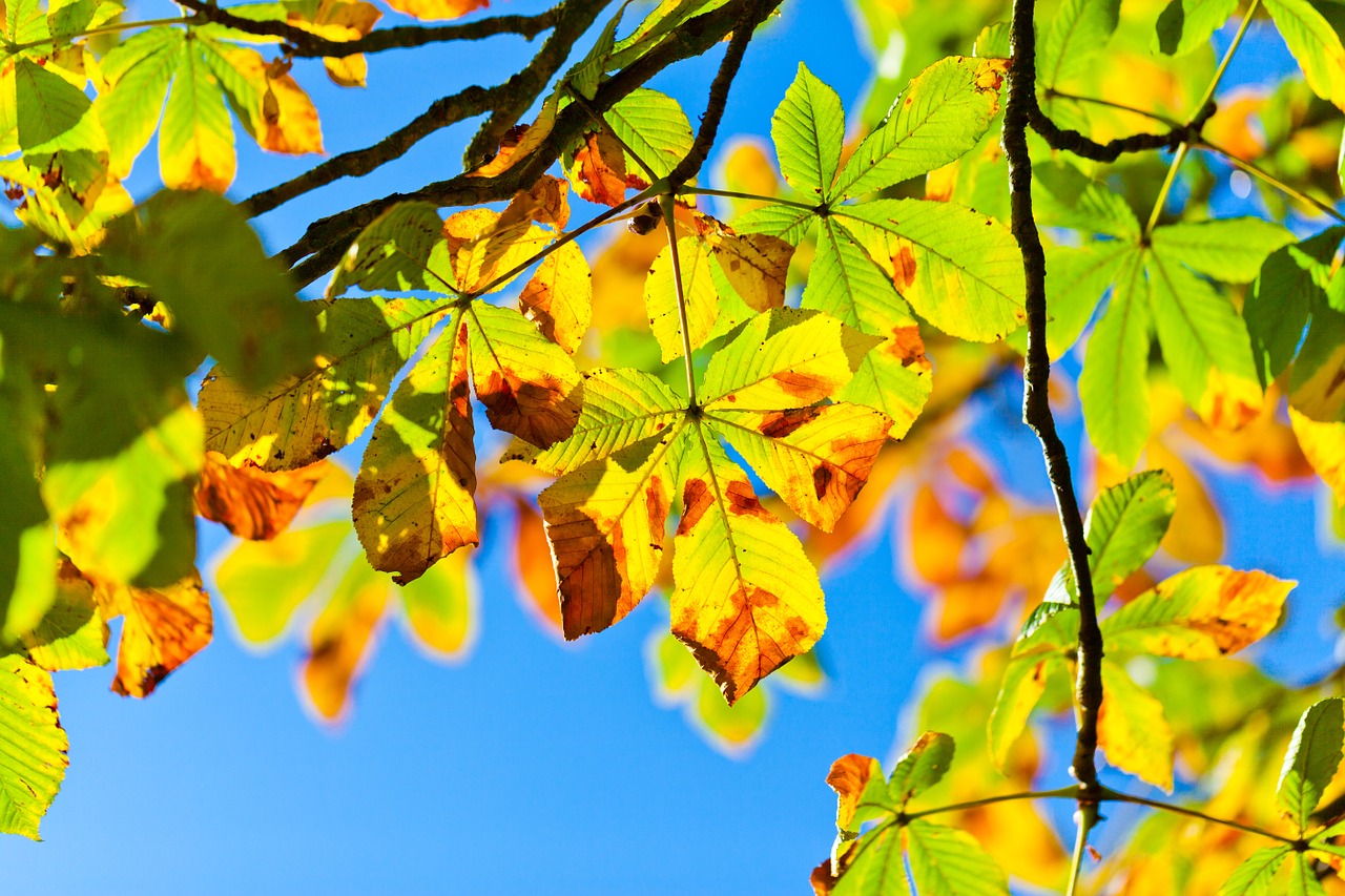 fall leaves photo