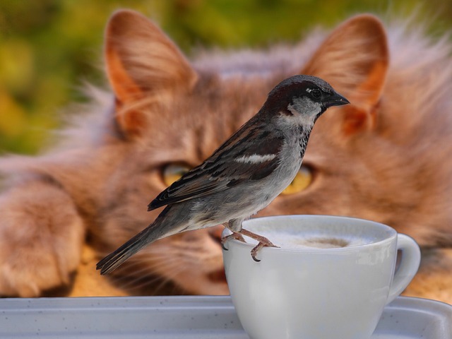 Photo by suju bird hunting photo