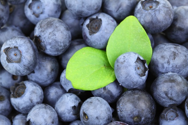 Photo by PublicDomainPictures blueberry photo