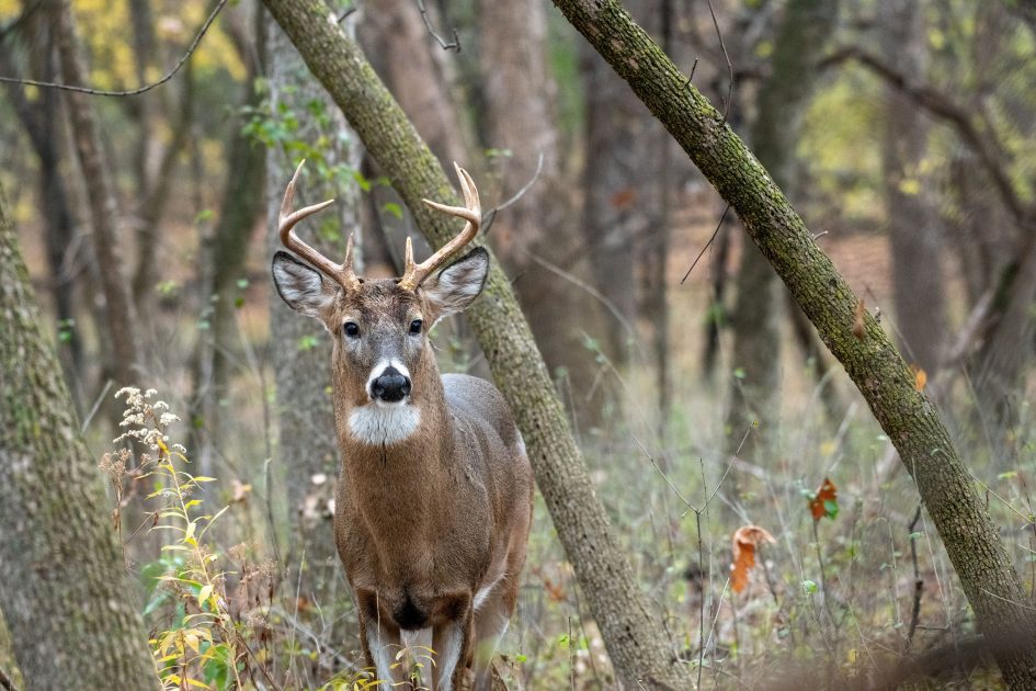 White Tail Deer, Buck